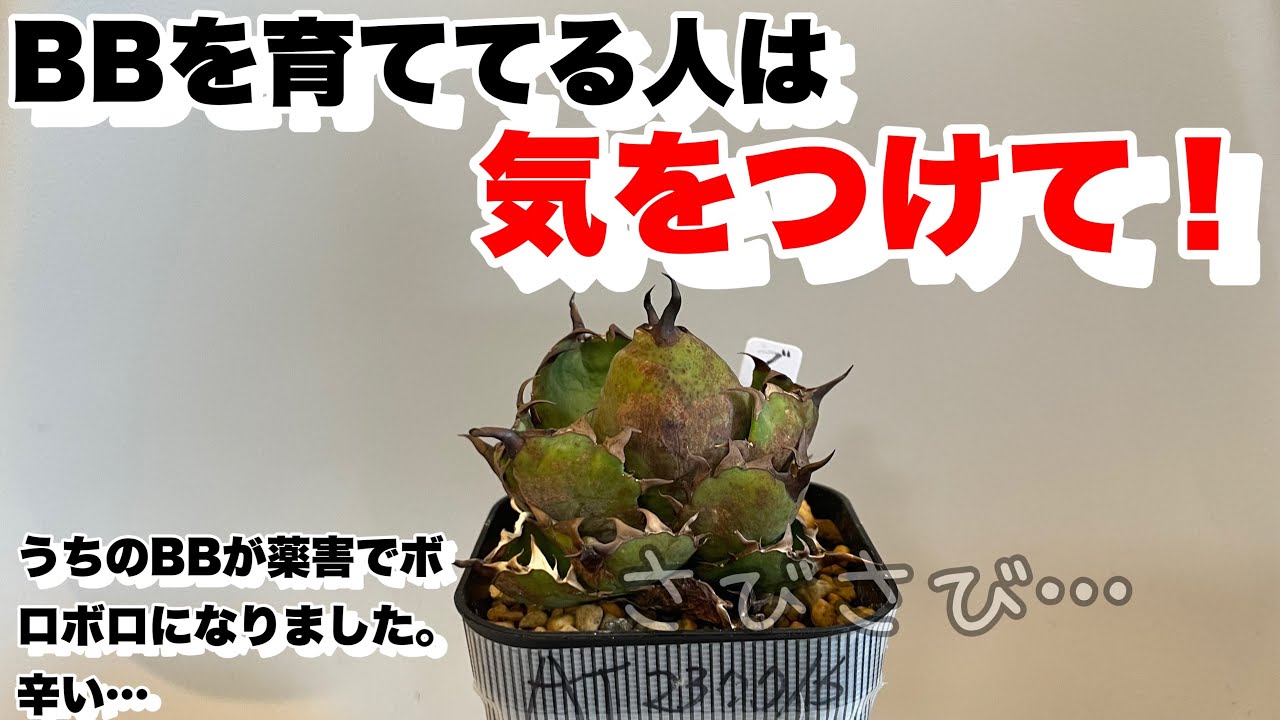 アガベ】BBについて注意喚起 - YouTube