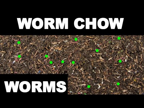 Worm Chow Only Worm Bin Progress