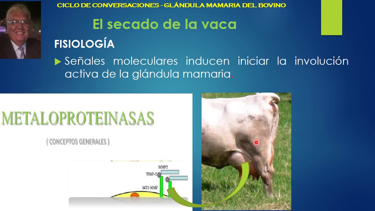 SECADO DE LA VACA  PARTE 1