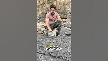 You WON’T BELIEVE What Was In This Rock! #fossilhunting #fossil #geology #paleontology
