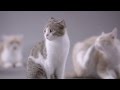 Kotexs cat ad by ogilvy  mather advertising shanghai