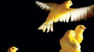 free flight with canaries screenshot 5