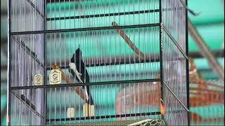 Kacer raja gombal tiket 550 full ajuan cuma dapet nominasi 🤭