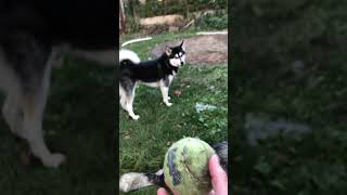 Is My Fetch Game Boring #alaskanmalamute #sleddogs#dogbehaviour