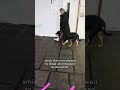 Rottweiler goes buck wild at the sight of dogs!