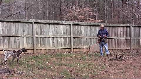 Molly  - Positive Gun Dog Training: Steading On Point  2 14 17