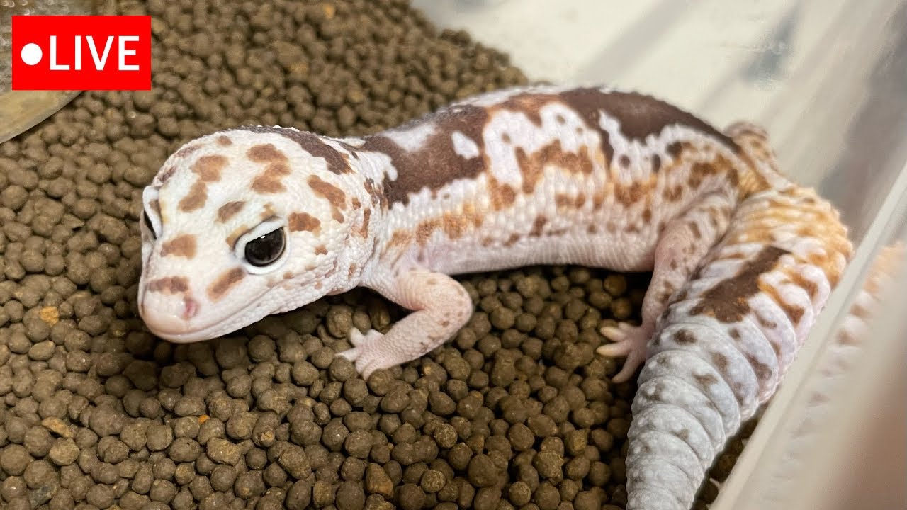 メンテLIVE】レオパ・ニシアフ【2024_No.16】 - YouTube