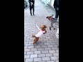 大型犬に襲いかかる小型犬#shorts