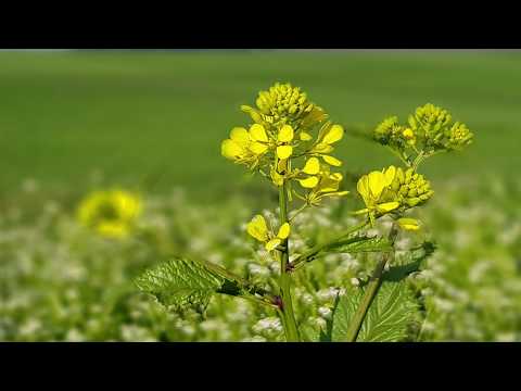 Zemo Kedi / ზემო ქედი