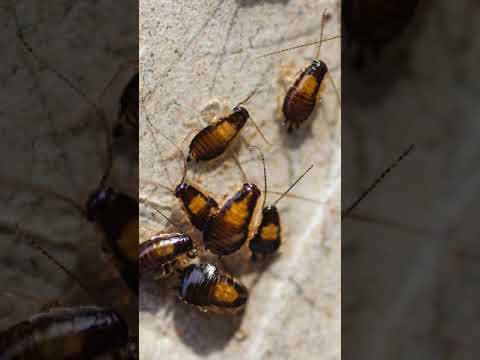 Video: Die beste professionele kakkerlakmiddel: naam, beskrywing, gebruiksinstruksies