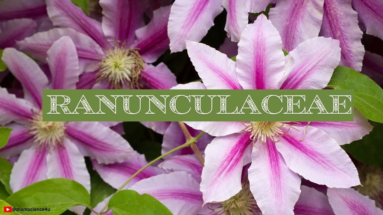 Clematis and Delphinium Flower | Ranunculaceae Plants | Ranunculaceae Family 