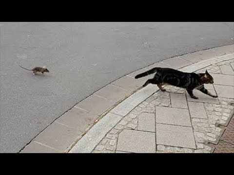 Video: Hva er rotte en tat katt?