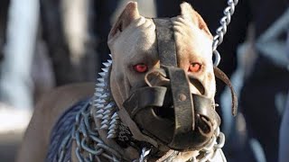 Beslemenin ve Yaklaşmanın Yasak ve Tehlikeli Olduğu 8 Saldırgan Köpek