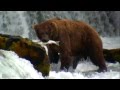 WildLife Alaska Медведи ловят рыбу в водопаде Сезон 2015 Ч 2 Утренний жор у косолапых