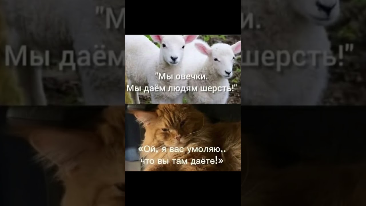 Мы овееееечки =)