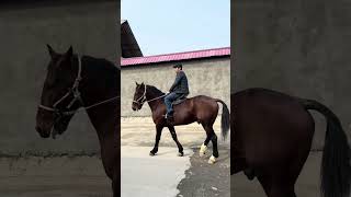 🐴 Mister Qaxa Tulpori