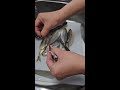 Live streaming of INDAY DAYAG VLOG #ASMR HOW TO REMOVE THE Gills of Round Scard fish 🐟 Sounds Viral