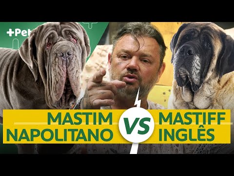 MASTIFF INGLÊS VS MASTIM NAPOLITANO, QUAL GIGANTE É O MELHOR? | CANAL MAIS PET