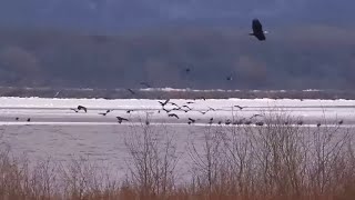 Mississippi River Flyway. So many eagles - explore.org 02-09-2024