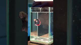 Ikan beta #betafish #ikancupang #cupang