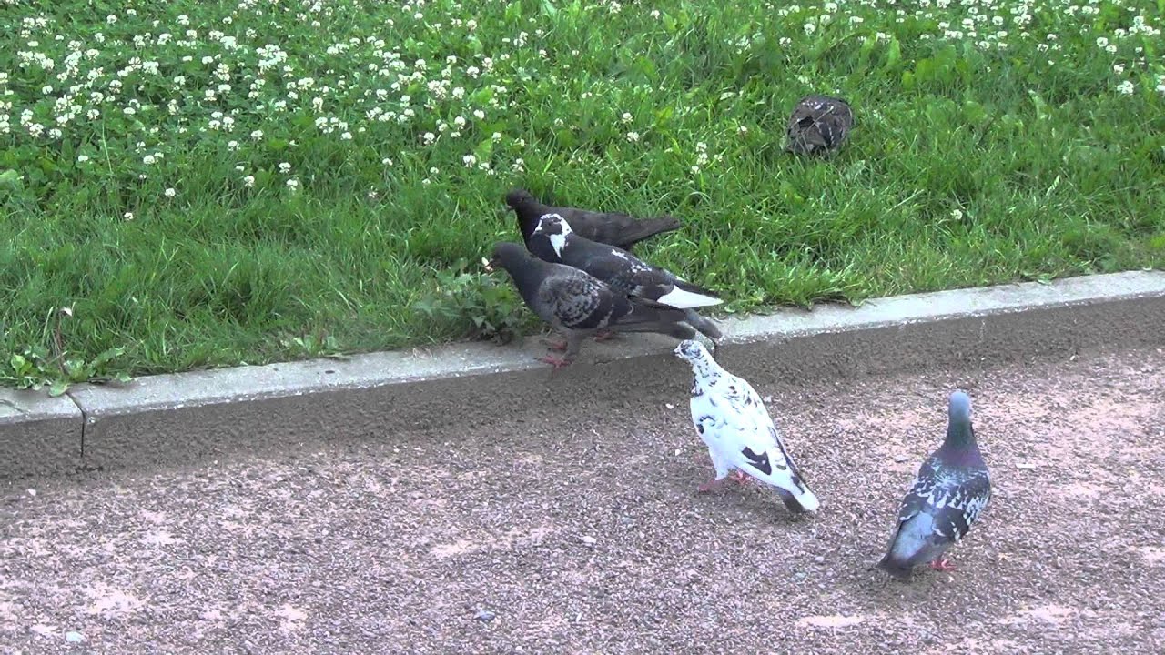 Pigeon vs Sparrow fighting