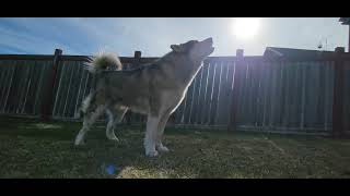 4 Year Old Malamute; Movie Howl from Sirens!