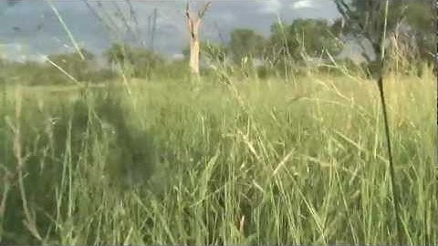 Understanding the African Savanna - Londolozi