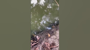 Câu cá rô đồng, dính rô mề chà bá mập ú #shorts