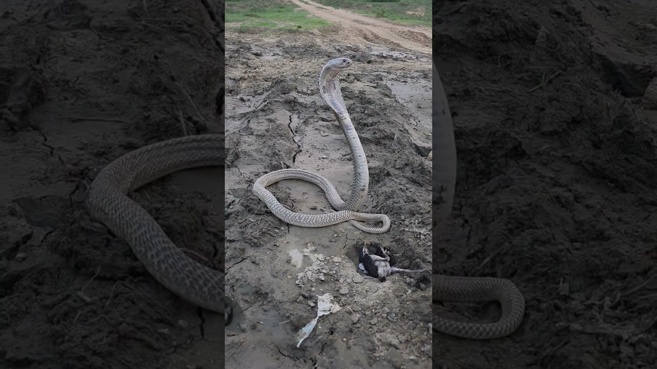 Ecosystem Cobra vs Birds #shortsvideo #youtubeshorts #trending
