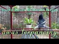 Suara kacer gacor dengan Terapi suara air hujan dijamin ampuh bikin kacer bahan cepet bunyi