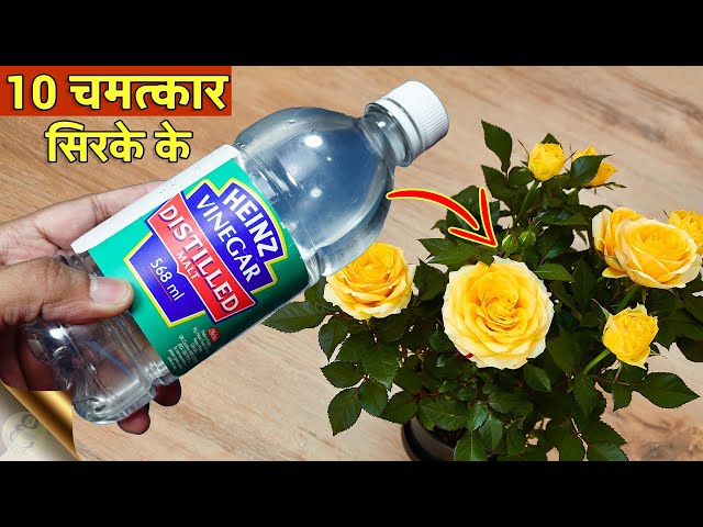 सिरके के 10 चमत्कार पौधों और बगीचों के | 10 Uses of Vinegar in Gardening