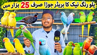 Hafiz sufyan ne lgadiya bolne wala tota Sirf 3000 me 🤯🤯