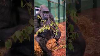 Enjoying A Little Snack!  #Gorilla #Eating  #Asmr #Satisfying