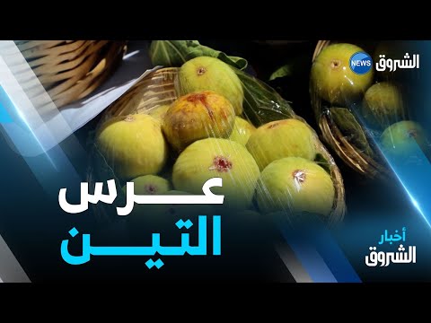 تيزي وزو انطلاق الطبعة 13 من عرس التين بقرية لمصلى بإيلولة أومالو