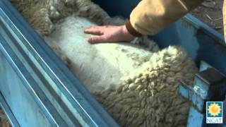 Understanding Live-Animal Evaluation of Fat Lambs