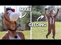 Mares vs geldings funny 