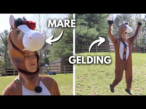 Video: Marea dezbatere: Mares vs Geldings