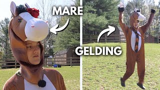 MARES VS GELDINGS *funny