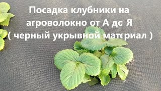 видео: Посадка клубники на агроволокно от А до Я ( черный укрывной материал). Преимущества такого метода. картинка: Посадка клубники на агроволокно от А до Я ( черный укрывной материал). Преимущества такого метода.