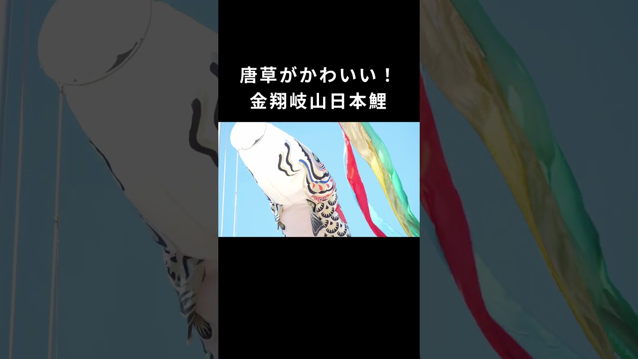 鯉のぼり紹介動画】唐草模様がかわいい！ 金翔岐山日本鯉 Short