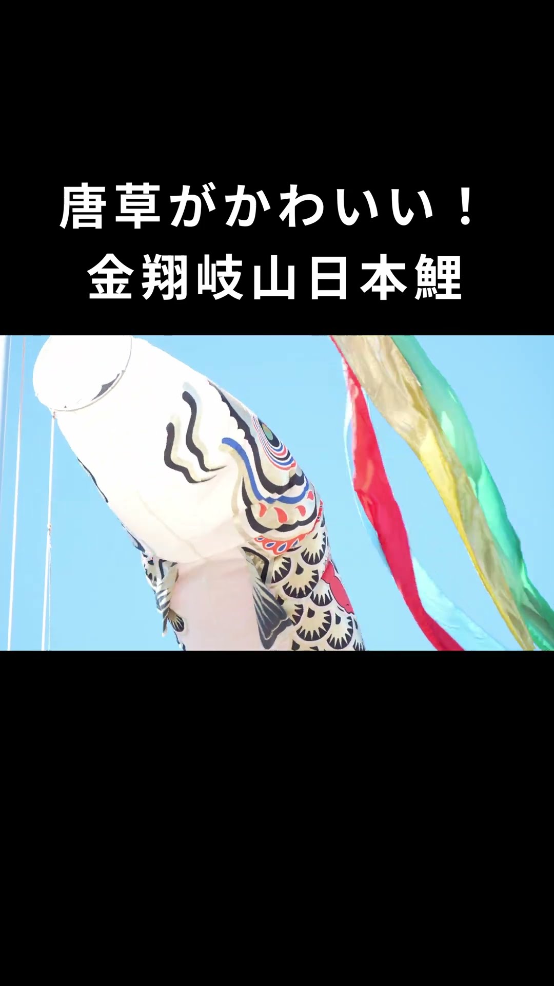 鯉のぼり紹介動画】唐草模様がかわいい！ 金翔岐山日本鯉 Short