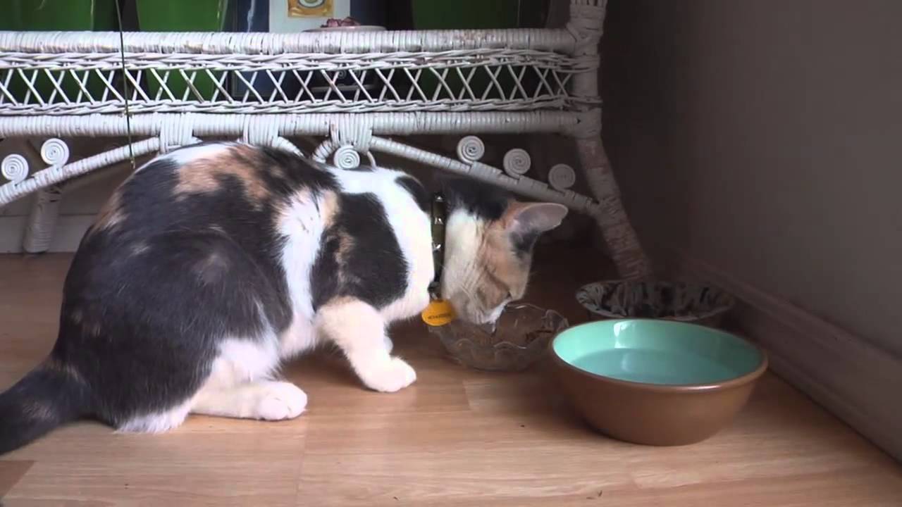 Cat eats really loudly YouTube