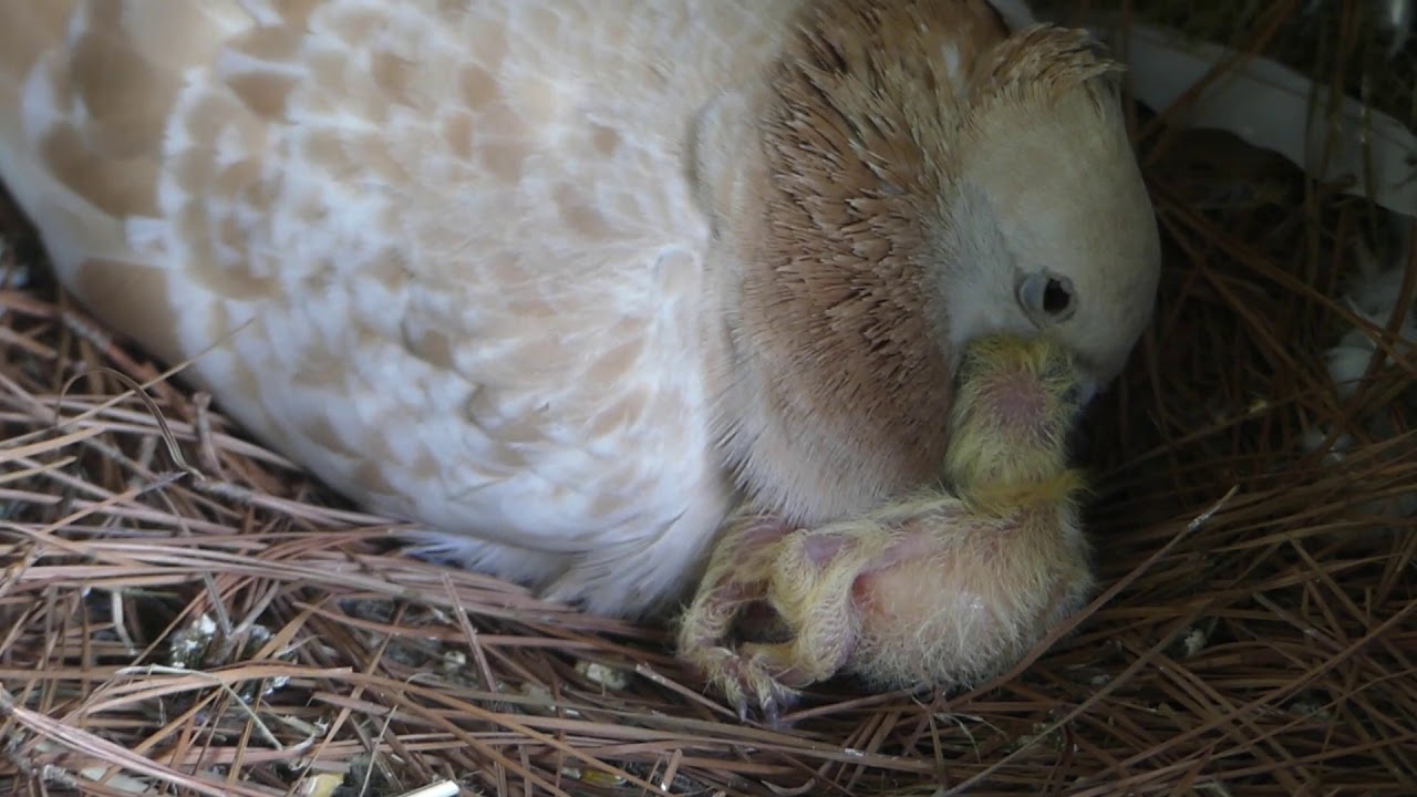 mother pigeon feeding baby pigeon pigeon milk YouTube