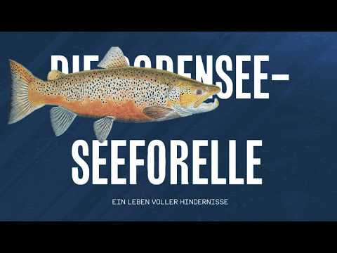 Experten sehen Bodensee Forellen gefährdet Deutschland Experten sehen Bodensee Forellen gefährdet Deutschland