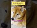 オジ達の抗議が可愛い。 #柴犬
