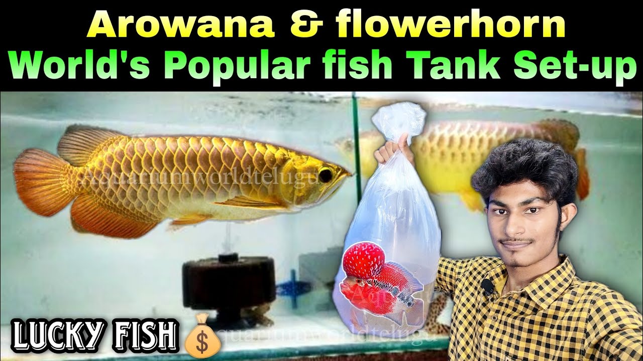 Arowana & Flowerhorn 😱🤯 Popular Fish Tank Setup by Aquarium World Telugu YouTube