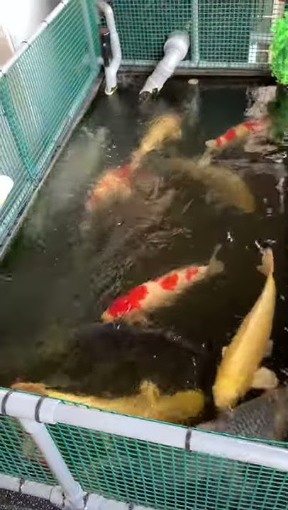 鯉の愛好家 F Youtube