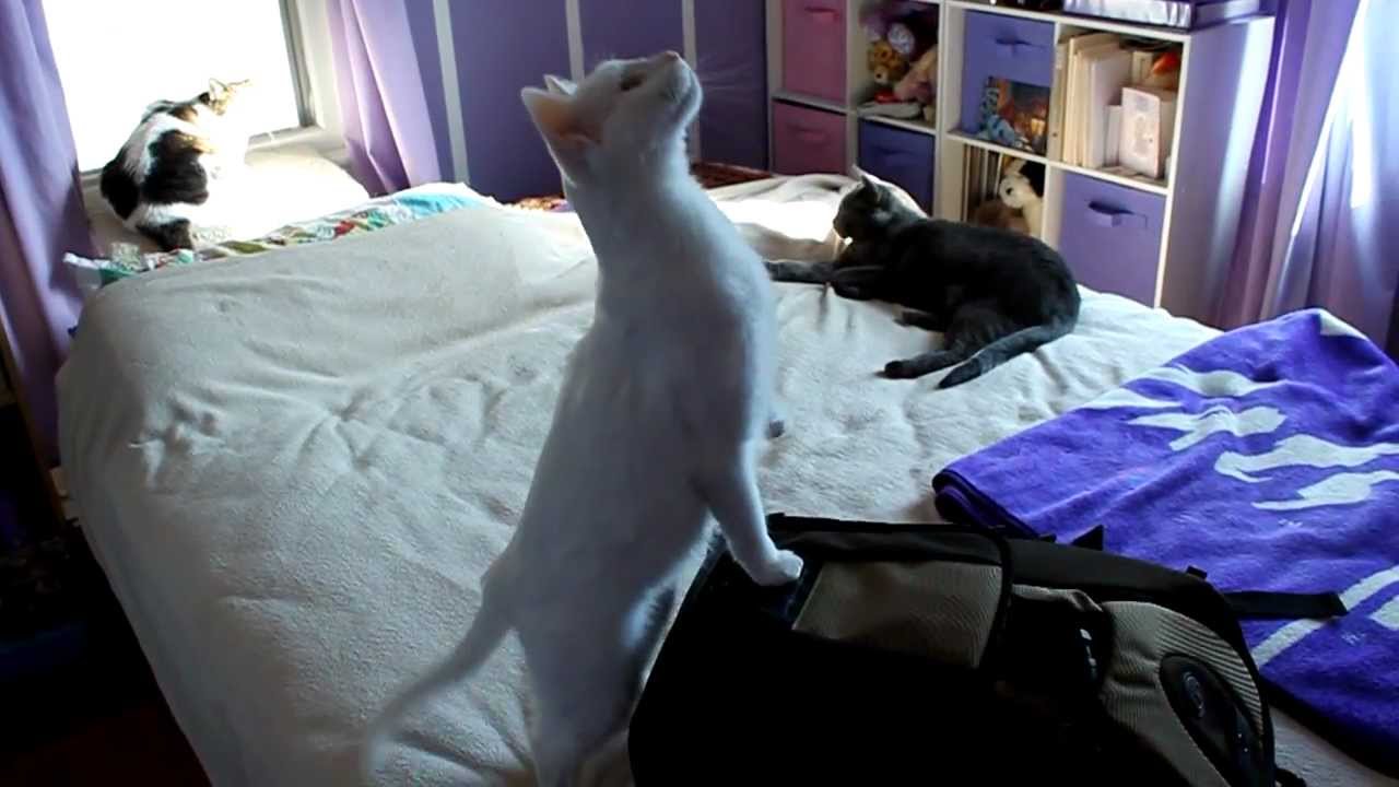 insects picture My Cats: Daisy's Obsession