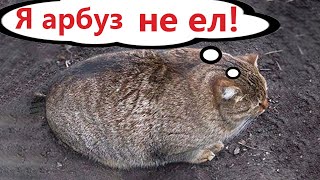 Приколы С Котами! Самая Смешная Озвучка Животных! Смешные Коты!