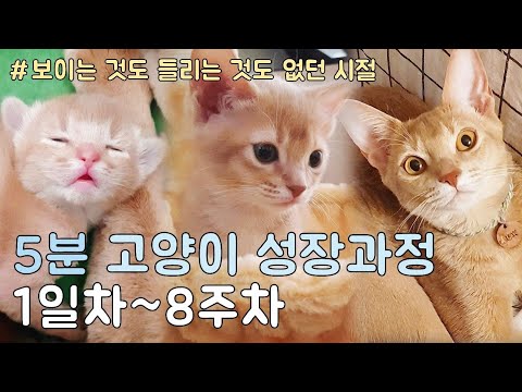 [생후 1일~8주] 아기 고양이의 신체적 변화는? 5분 압축 고양이 성장과정!